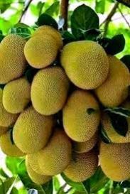 TENDER JACK FRUIT