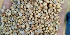 Coriander Seeds