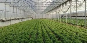 Polyhouse Construction Services