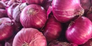 Fresh Red Onion