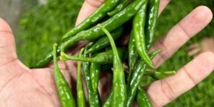 Green Chilly