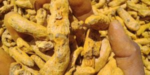 Organic Turmeric