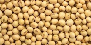 Soybean Seed
