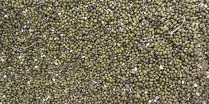 Organic Green Moong