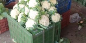 Fresh Organic Cauliflower