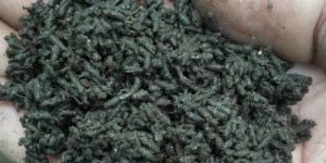 Enriched Vermicompost Fertilizer