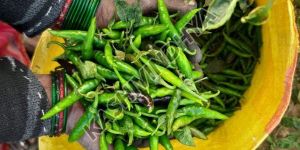 Fresh Natural Green Chilli