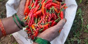 Fresh Natural Red Chilli