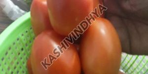 Fresh Red Tomato