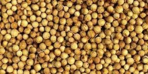 Whole Coriander Seed