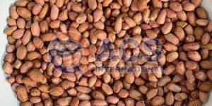 60/70 Bold Ground Nut Kernel