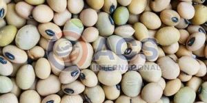 Bold Soybean Seeds