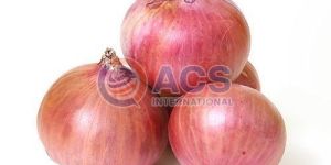 Fresh Pink Onion