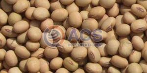 Hybrid Soybean Seeds