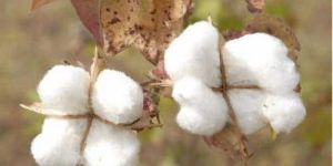 Indian Raw Cotton