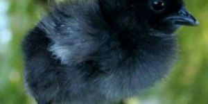 One Day Old Black Kadaknath Chicks