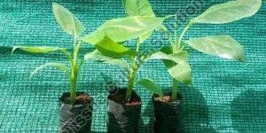 Banana Tissue Culture Plants