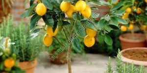 Lemon Plant