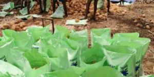 Semi Husked Coconuts