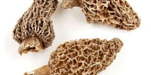 Dried Morel Mushroom