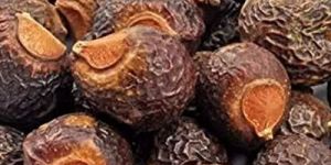 Dried Soap Nut