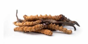 Himalayan Caterpillar Fungus