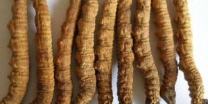 Yarsagumba Cordyceps Sinensis