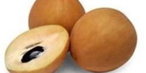 Fresh Chikoo