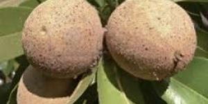 Fresh Pala Sapota