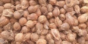 Semi Husked Coconuts