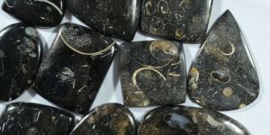 Black Fossil Turritella Cabochon Agate Gemstone