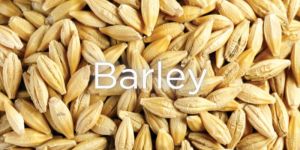 Organic Barley
