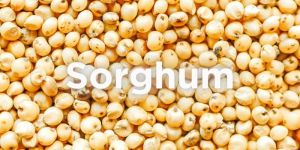 Organic Sorghum