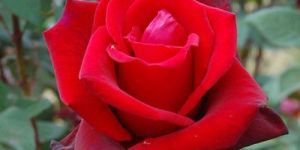 Fresh Red Rose Flower