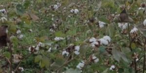 Raw Cotton