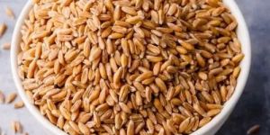 Wheat Grain