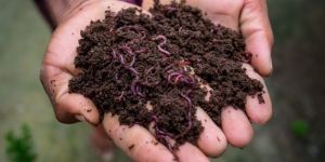Vermicompost