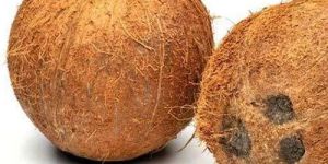 a Grade Husked Coconut