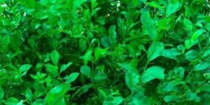 Conocarpus Plant