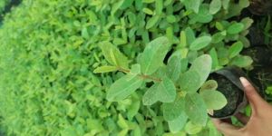 Guava Plant