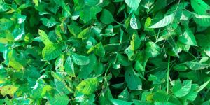 Kadamba Plant