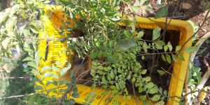Green Meethi Neem Plant