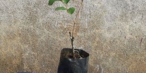 Miss India Apple Ber Plant