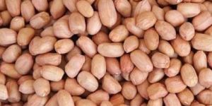 Groundnut Kernels