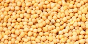 Yellow Mustard Seeds