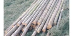 Casuarina Poles