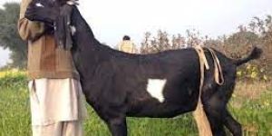 Beetal Goat