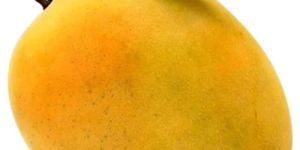 Alphonso Mango