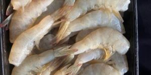 Frozen Head Less Prawns