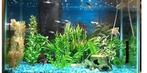 Parko Home Decoration Turtle Aquarium Tank